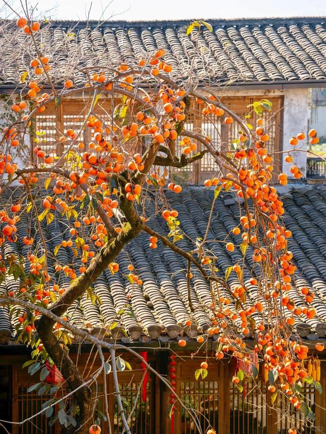 安徽一男子，因“老屋的一棵柿子树”走红，美成一幅画，好治愈吖