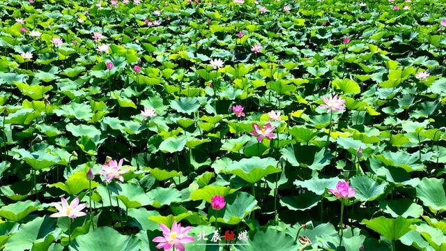 下映后，哪吒“六遛”北辰！说了啥？