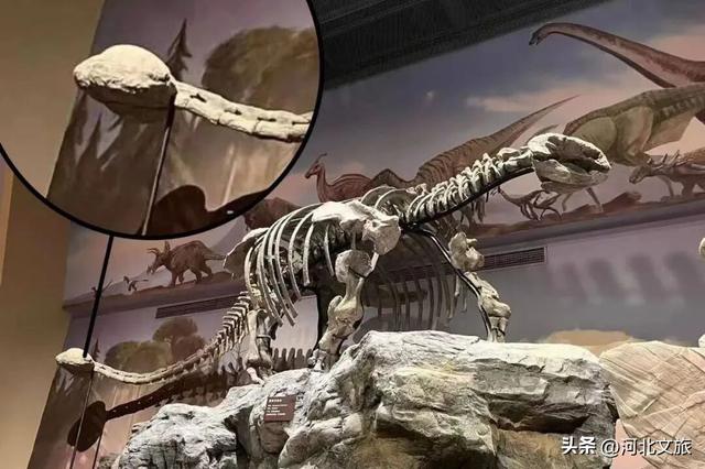 在保定，体验真实版“疯狂动物城”！