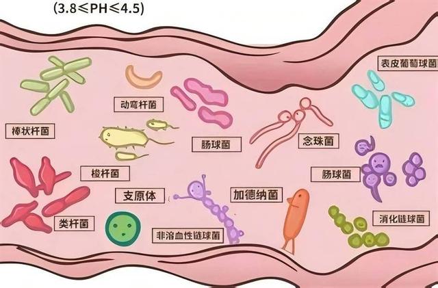 肠道菌群紊乱：不仅影响消化，还与4种疾病有关，如何改善？