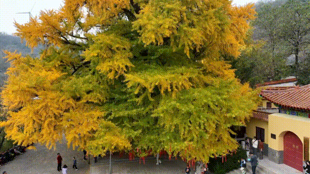 就在下周！潍坊安丘这里，即将美成巅峰！