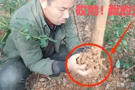 湖南有个哑巴挖出来了千年黄姜，价值百多万图片