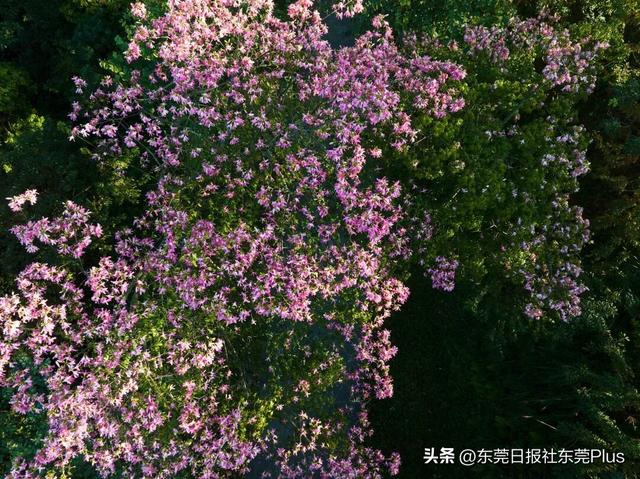 周末走起！东莞限定款“粉色花海”上线→