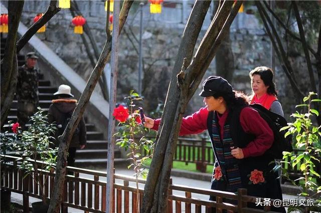 昆明限定浪漫！金殿 “花” 式浪漫等你来解锁→