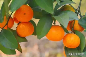 买砂糖橘，挑带叶还是不带叶的？老果农：记住，这5种白送也不要图片