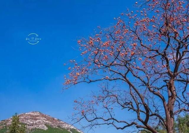 青州的秋天，从这份甜蜜开始