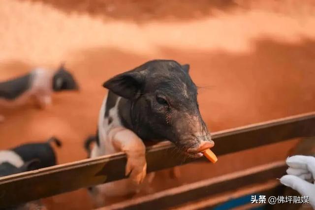 🥕解锁“疯狂动物城”佛坪分城🦊