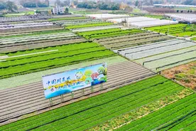 郫都区生菜产业成为国家城乡融合发展试验区典型案例！图片