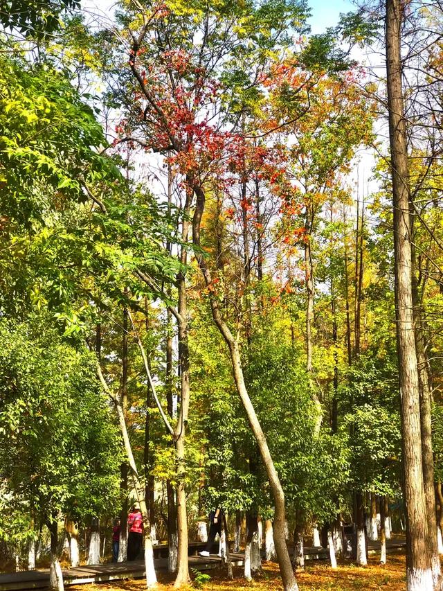 秋色斑斓美如画