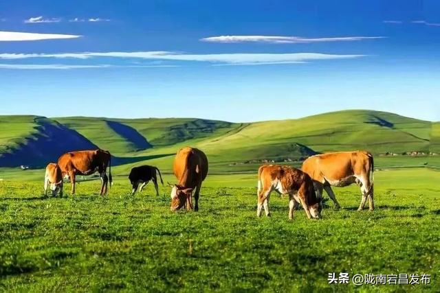 牧云者招募：宕昌草原，你的旷野乌托邦