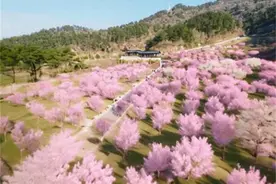 AI图丨十堰春暖花开，这些景色不能错过图片