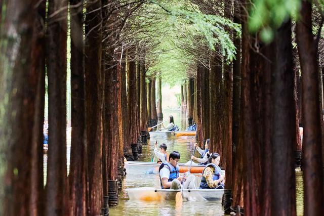 昆明海洪湿地公园，红杉林里划船，这里是现实版的“绿野仙踪”