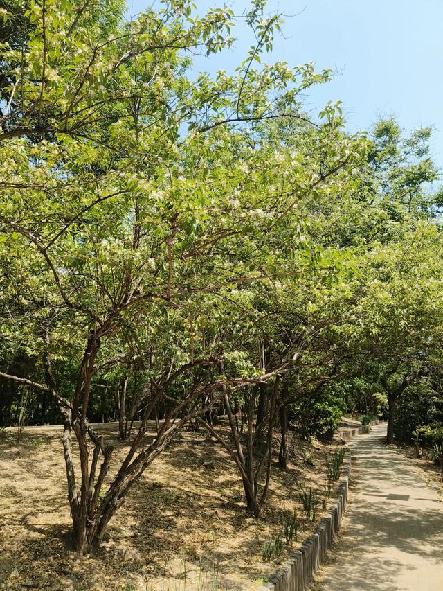 天津《复兴河公园》