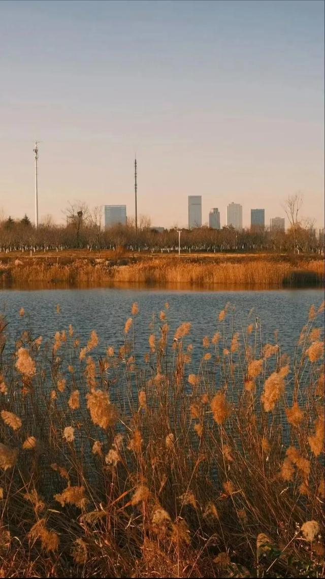 芦花飞雪！比人高+多机位！青岛氛围感芦苇荡初冬打卡地