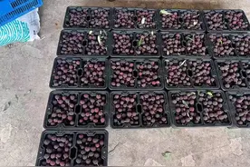 特早熟杨梅150元/斤？合肥人再等等，5月起杨梅将大量上市图片