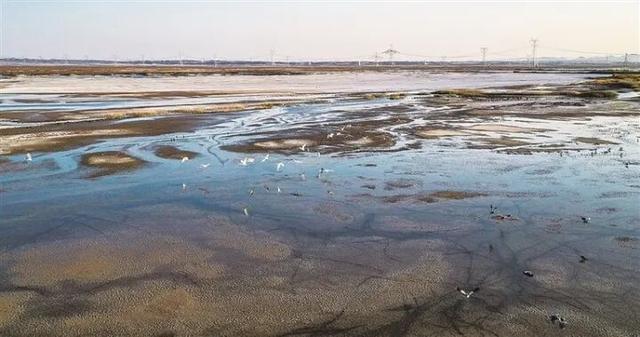 【白银文旅】冬日初雪映古城 野生鸟类沐暖阳 ——景泰冬日生态画卷徐徐铺展