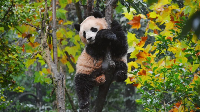 “秋假”开耍！带着小宝来雅安准没错！