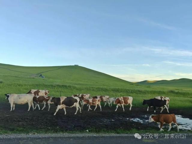 北京游客眼中的呼伦贝尔人