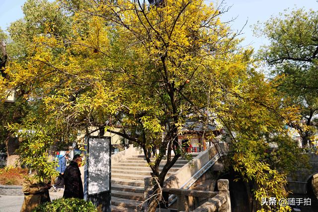 上海：120多年前从古桥石缝中“钻出”的石榴树如今硕果挂枝头
