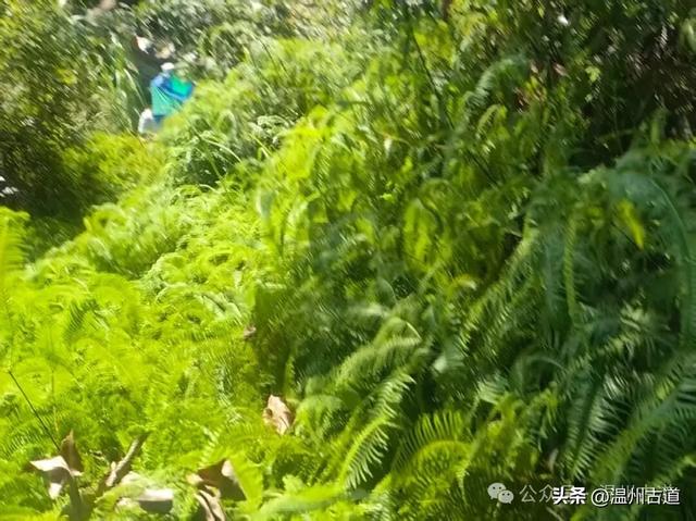 温州这里相传曾是仙人王子晋吹箫憩息之地,风光奇绝值得一去!