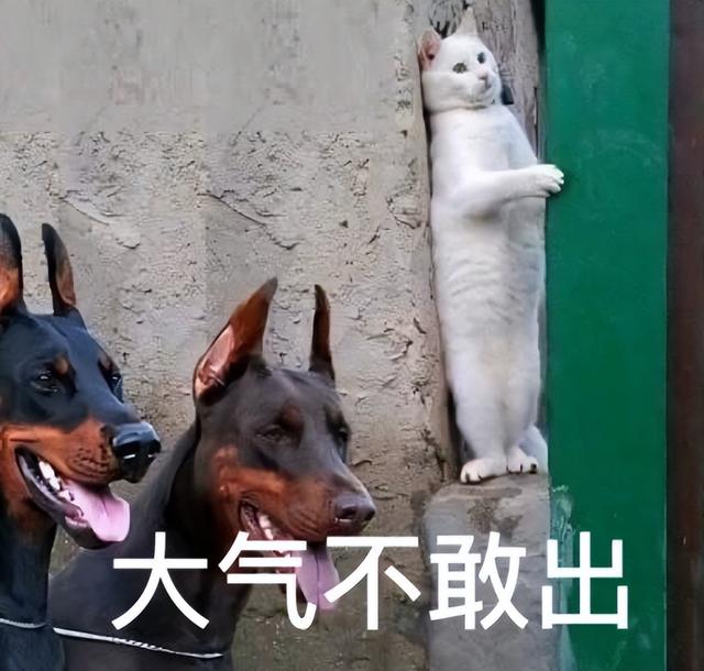 多国出席活动！我们这次用实力，刷新世界认知