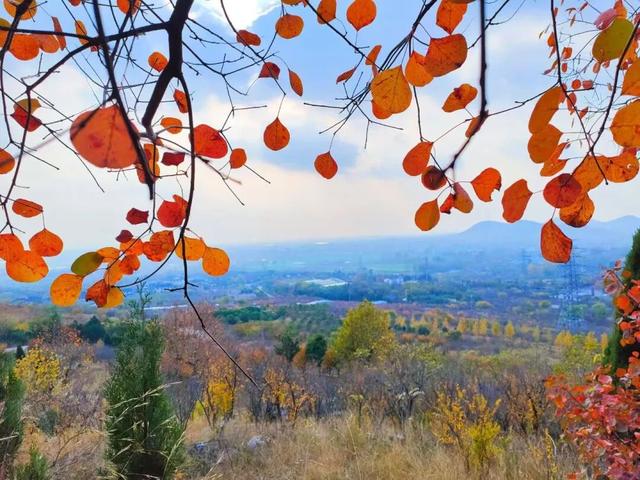 寻美薛城丨红叶超美！初冬的圣土山开启最美赏叶季