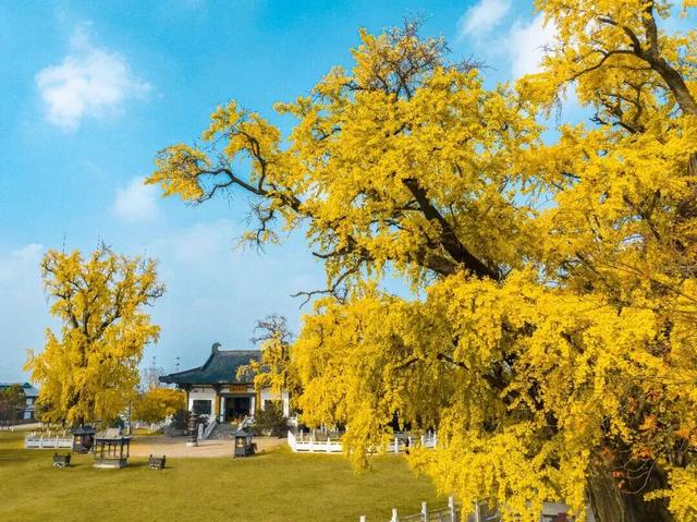 22℃！气温回升！这份温差版江北限定出游指南收好！