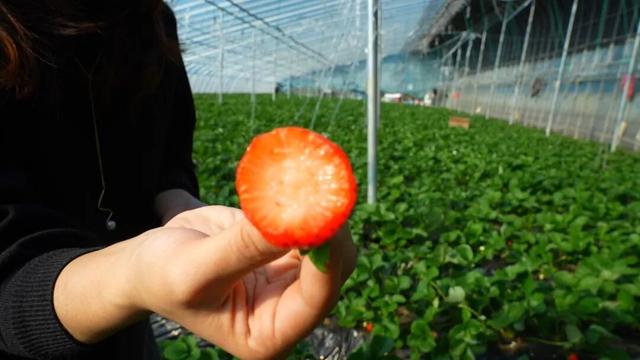 广饶初冬的仪式感来了！