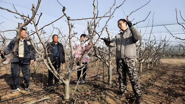 桃树整形修剪技术全攻略：夏秋冬三季修剪技巧与常见错误解析