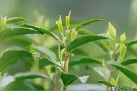 安吉白茶（浙江安吉）图片