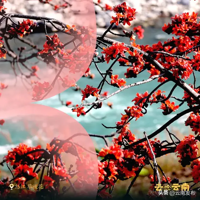 3月来云南赏春日繁花！