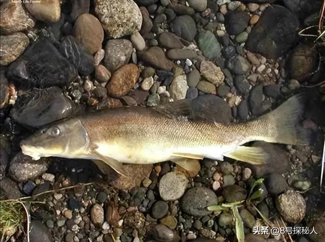 2006年长江惊现“美人鱼”，重庆渔民误捕一条	，专家：出水必死