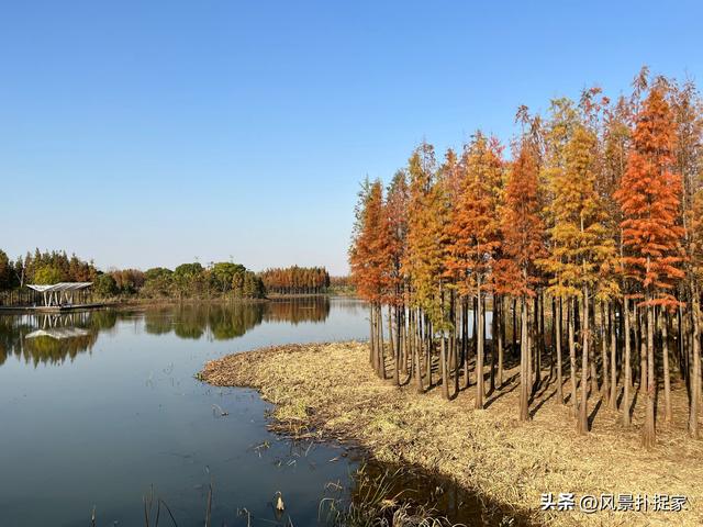 南昌鱼尾洲公园，红杉慢慢变红！