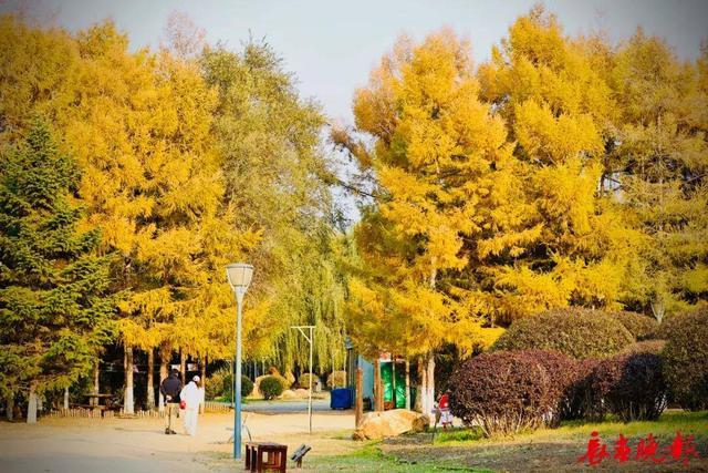 长春这里藏了条“黄金大道”！错过再等一年