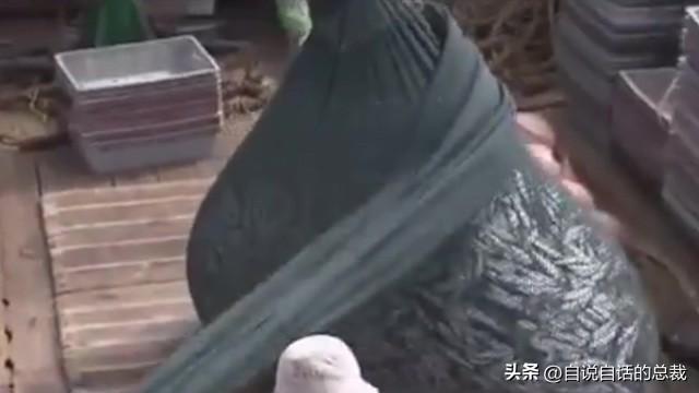 极品花胶价格 极品花胶价格走势