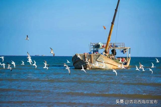 “鸥”耶！西海岸来了一批“老朋友”！