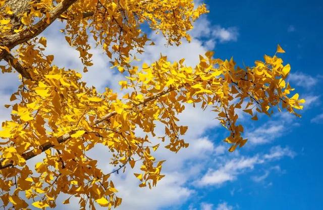 速来！海淀这份含“金”量超高的攻略请收好→