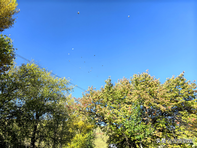 安定区：拾叶觅秋