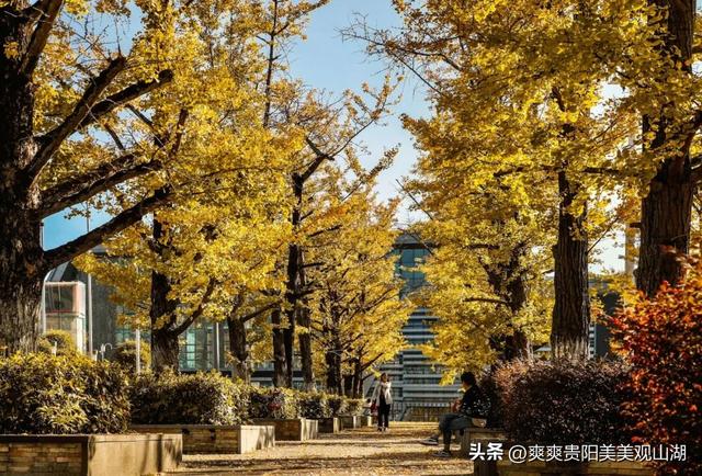 观山湖藏着一封金色情书，落款是银杏与梧桐（附最全攻略）