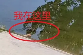 北京望京一河里惊现鳄鱼！警方：已捕获，疑是人为放生图片