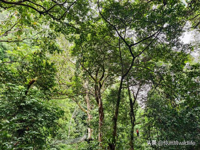 马来西亚(31)砂拉越州⑤姆鲁山canopy树冠高空漫游