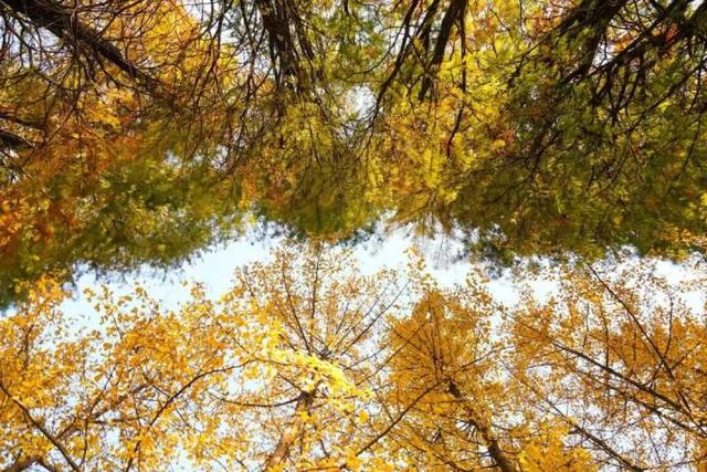 比青山湖人少，比湘湖低调，杭州东北藏着一条“银杏+水杉”组合路线！