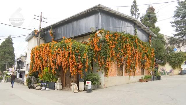 这片被暖意点“燃”的打卡地,满满的生命力!