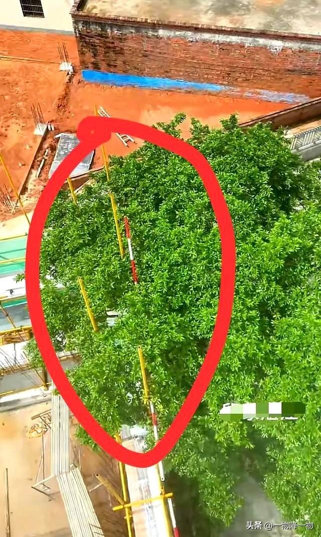 有苦说不出、全红婵家邻居不砍树的原因找到了，新房紧贴隔壁围墙