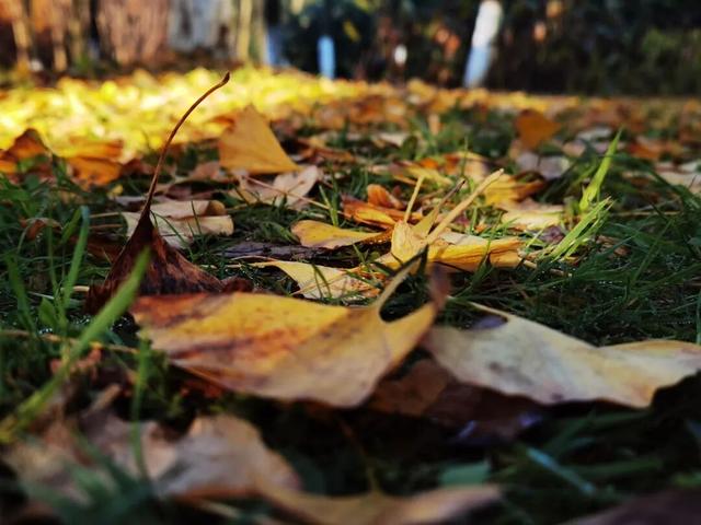 银杏拍照指南！10个出片宝藏地+3个手工教程，手把手教你出片！