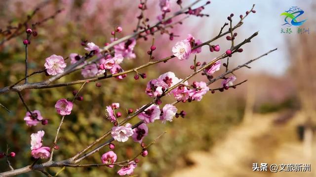 新洲梅花抢先打卡！抓住冬日第一抹绽放的色彩