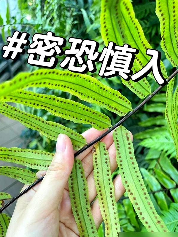 “阴花不能进阳宅”。家里若有这5种花,请赶紧“搬出去”！