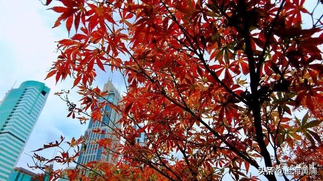 黄浦的秋：色彩与诗意“交响”