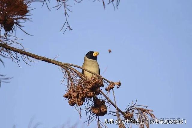 汉中汉江湿地晨景绝了！薄雾锁江，鸟戏江波，宛如仙境！