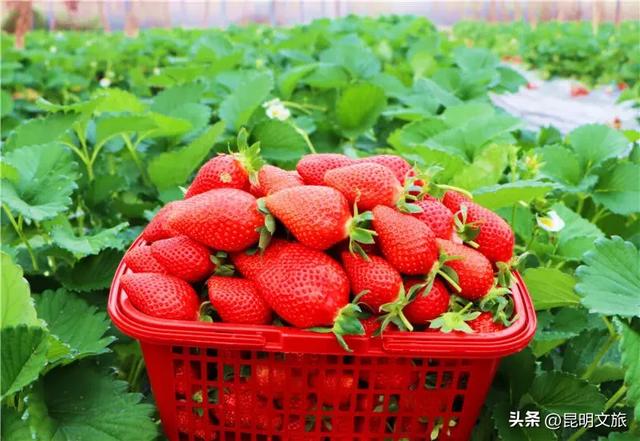 别再问昆明哪里能摘草莓了!收下这份采摘地图,直接抄作业→